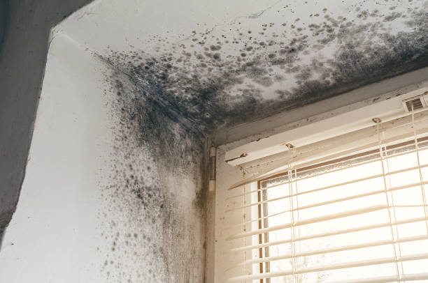 Affordable Mold Remediation solutions in Hartfield, VA